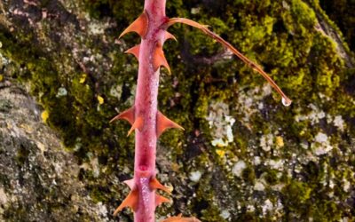 Predigt zu Offenbarung 21,1–5 am Ewigkeitssonntag