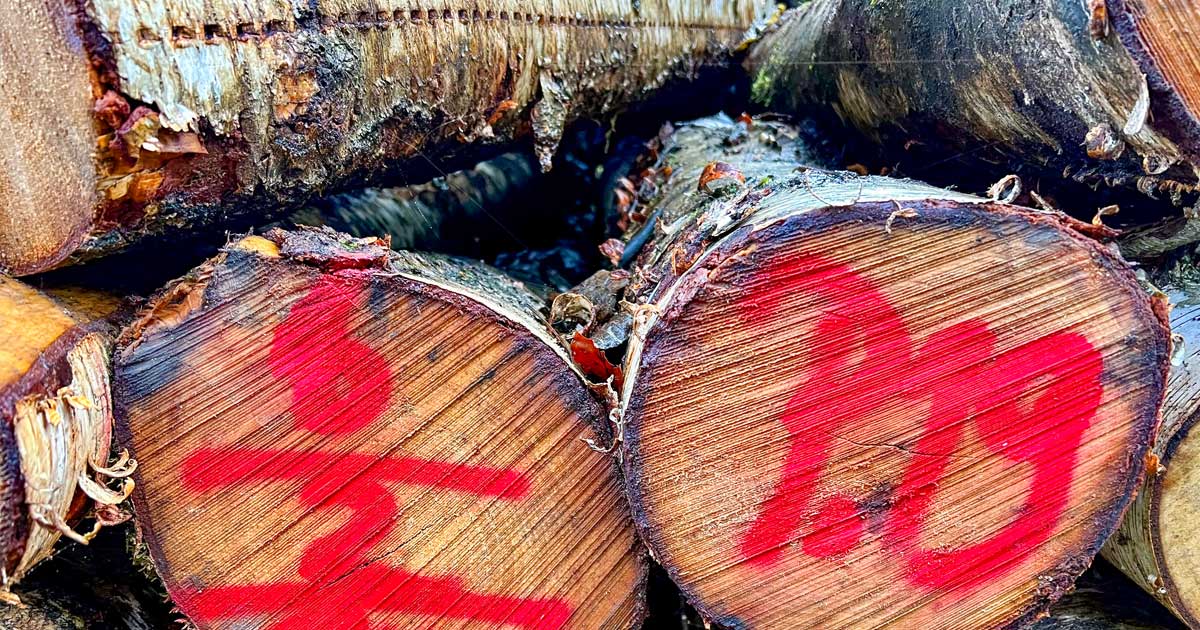 Plädoyer Für Ein Pfingstwunder Plädoyer Für Ein Pfingstwunder